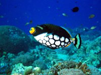 Clown Triggerfish. Australia